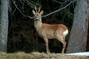 European roe deer (Capreolus capreolus) standing between two spruce trees, showing its strength on a winter day in the Italian Alps. Roe buck in wild.