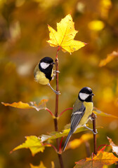 two bright bird tits sitting on branches with bright maple leaves in autumn sunny garden