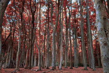 Fototapete bei efototapeten.de bestellen   