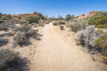hiking the lost horse mine loop trail in joshua tree national park, california, usa