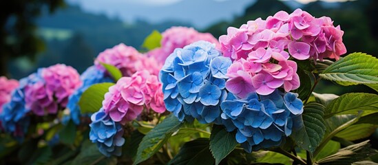 Vibrant French hydrangea found in Cameron Highlands