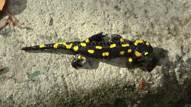 Fire salamander hiding from sun. Fire salamander crawling close-up top view slow motion. 