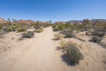 hiking the lost horse mine loop trail in joshua tree national park, california, usa
