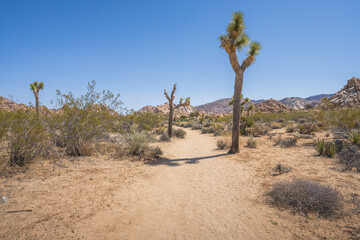 hiking the lost horse mine loop trail in joshua tree national park, california, usa