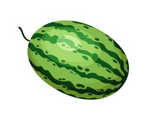 Watermelon watercolor drawing vector