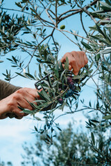man uses a comb-like tool to harvest some olives - obrazy, fototapety, plakaty