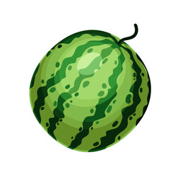 Watermelon watercolor drawing vector