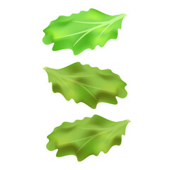 Leaf of salad for burger or sandwich Illustration of food for shops