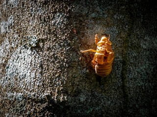 Cicada shell on a tree