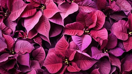 Poinsettia flowers Christmas background. Floral winter season decoration banner. Beautiful Xmas wallpaper. Merry Christmas and Happy New Year 2024 concept..