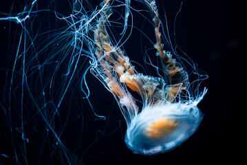 beautiful colorful jellyfish medusa swim underwater in ocean or zoo © goami