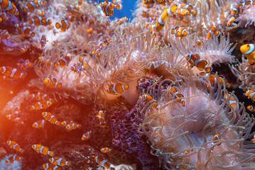 school of fish in aquarium or in nature sea or ocean underwater