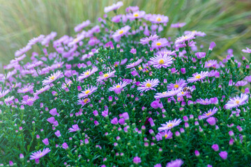 Obraz premium A bush of frost-resistant perennial gardening plant Aster novi-belgii