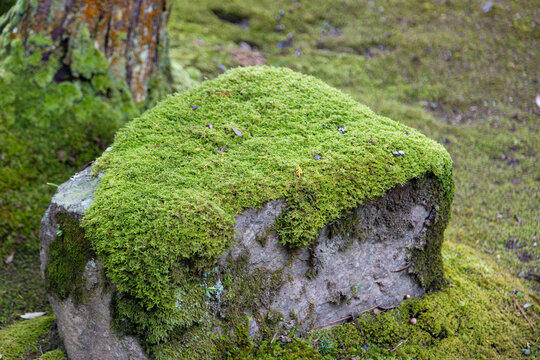 苔むした岩 Images – Browse 66 Stock Photos, Vectors, and