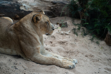 Naklejka na ściany i meble beautiful lion female lying on sand in zoo