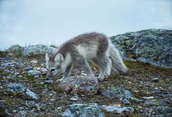 Obraz premium Arctic Fox - Svalbard
