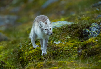 Arctic Fox - Svalbard