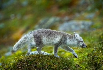 Arctic Fox - Svalbard