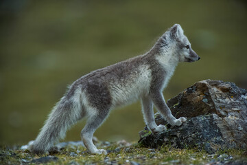 Arctic Fox - Svalbard