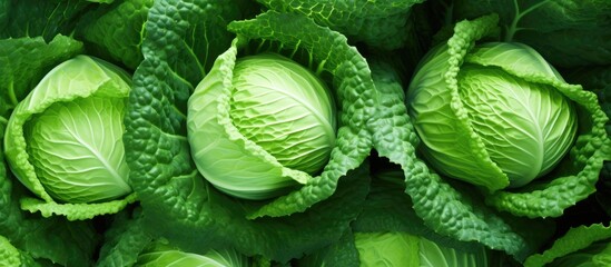 Close up image of ornamental cabbage decorative plants resembling cabbage Green decorative cabbage serving as the background displaying a natural pattern and organic texture The cabbage appe - obrazy, fototapety, plakaty