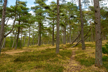 Wald Landschaft auf der d&auml;nischen Nordsee Insel R&ouml;m&ouml;