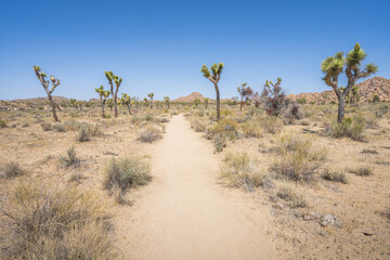 hiking the lost horse mine loop trail in joshua tree national park, california, usa