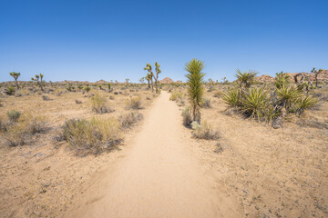 hiking the lost horse mine loop trail in joshua tree national park, california, usa