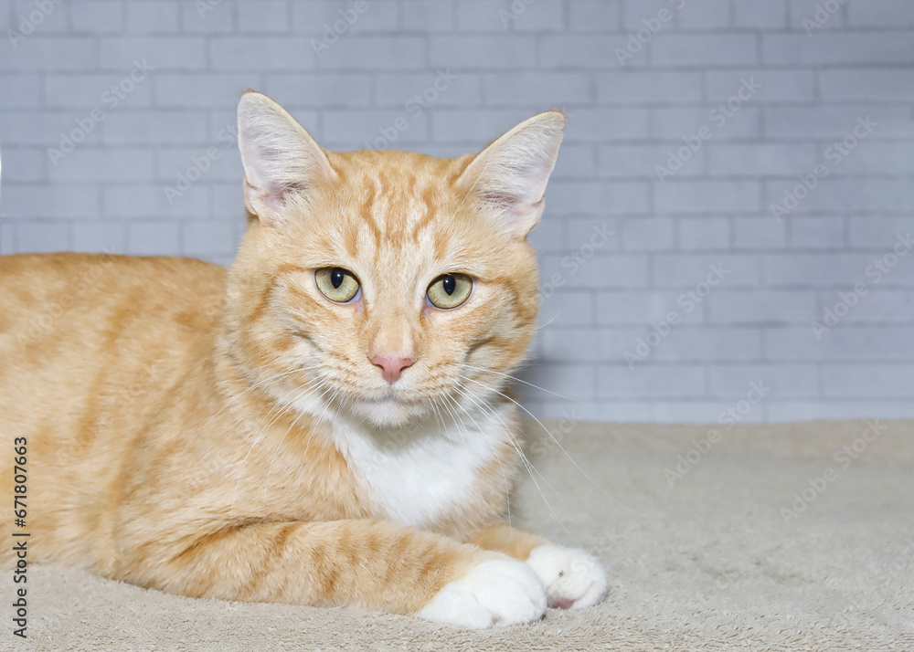 Wall mural Close up portrait of a orange and white tabby kitten laying on brown blanket looking directly at viewer. Light grey brick wall background.