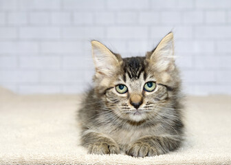 Close up portrait of a fluffy grey and black tabby kitten laying on brown blanket looking directly at viewer. Light grey brick wall background.
