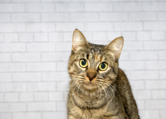 Close up portrait of a black and brown tabby kitten looking directly at viewer with wide eyes, large pupils. Light grey brick wall background.