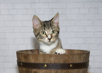 Close up portrait of a Black, grey and white tabby kitten sitting in a brown wood bucket looking to viewers right, one paw on side of the bucket. Light grey brick wall background.