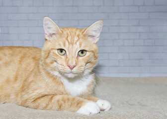 Close up portrait of a orange and white tabby kitten laying on brown blanket looking directly at viewer. Light grey brick wall background.
