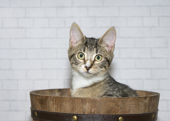 Close up portrait of a Black, grey and white tabby kitten sitting in a brown wood bucket looking directly at viewer. Light grey brick wall background.