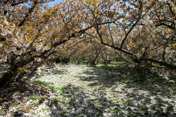 Fototapeta premium 花びらが散り始めた御室桜