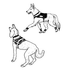 Two service dogs illustration set
