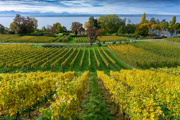 Herbst am Bodensee: Hagnauer Meersburger Höhenweg zum Wandern mit Panoramablick auf den See, die...