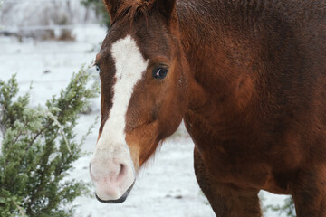 Obraz premium Blaze face sorrel horse shows pet on farm in cold ice winter weather.