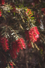 The beautiful tropical tree with red flower, flower on the italian street.  blooming red flowers in sunny summer day, Italy. Lemon bottlebrush, flower Callistemon used in ornamental gardens.