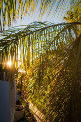 Palmen im Sonnenaufgang