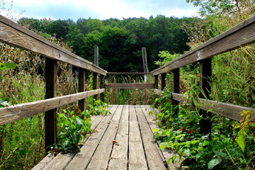  A wooden bridge over a swamp, surrounded by wildflowers and tall grasses. The view is from behind with green trees in the background.