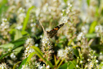 Painted Lady (Vanessa cardui) butterfly perched on a white flower in Zurich, Switzerland