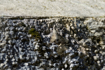 Hummingbird hawk-moth (Macroglossum stellatarum) sitting on stone wall in Zurich, Switzerland