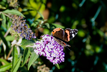 Red admiral butterfly (Vanessa Atalanta) perched on summer lilac in Zurich, Switzerland