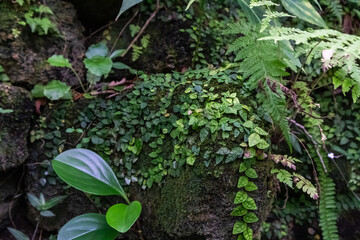 Creeping fig ivy and ferns growing on stacked rock wall with moss. Textured background or wallpaper