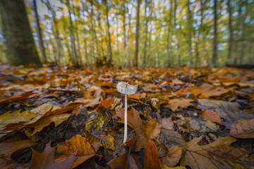 beautiful closeup of forest mushrooms, autumn season. little fresh mushrooms, growing in Autumn Forest. Leafs in forest. Mushroom picking concept.