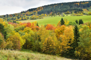 Fall season autumn forest nature colorful trees - 671815034