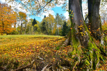 Autumn nature tree November landscape leaves - 671815084