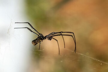 Hairy golden orb weaver, Trichonephila fenestrata