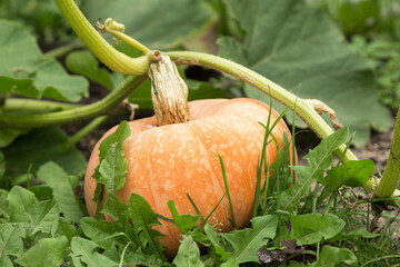 Obraz premium Orange pumpkin, plant with green leaves grow outdoors on garden bed in garden close up. Organic gardening, growing vegetables