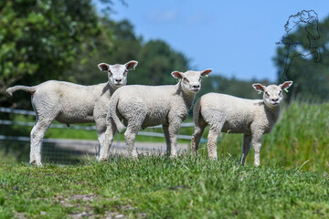 Obraz premium sheep and lamb